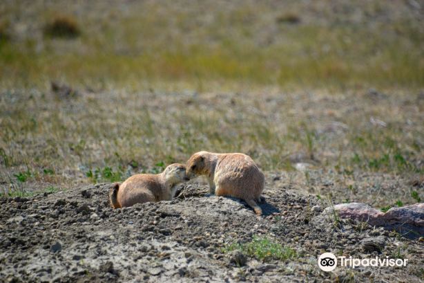 Grasslands National Park