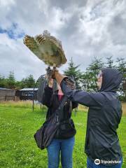 Speyside Falconry