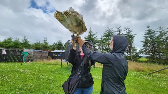 Speyside Falconry