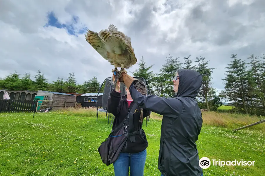 Speyside Falconry