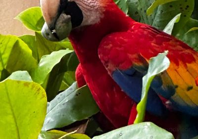 Aviario Nacional de Colombia