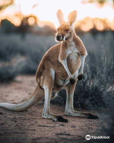 The Kangaroo Sanctuary