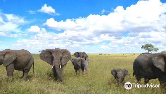 Makasa Tanzania Safaris