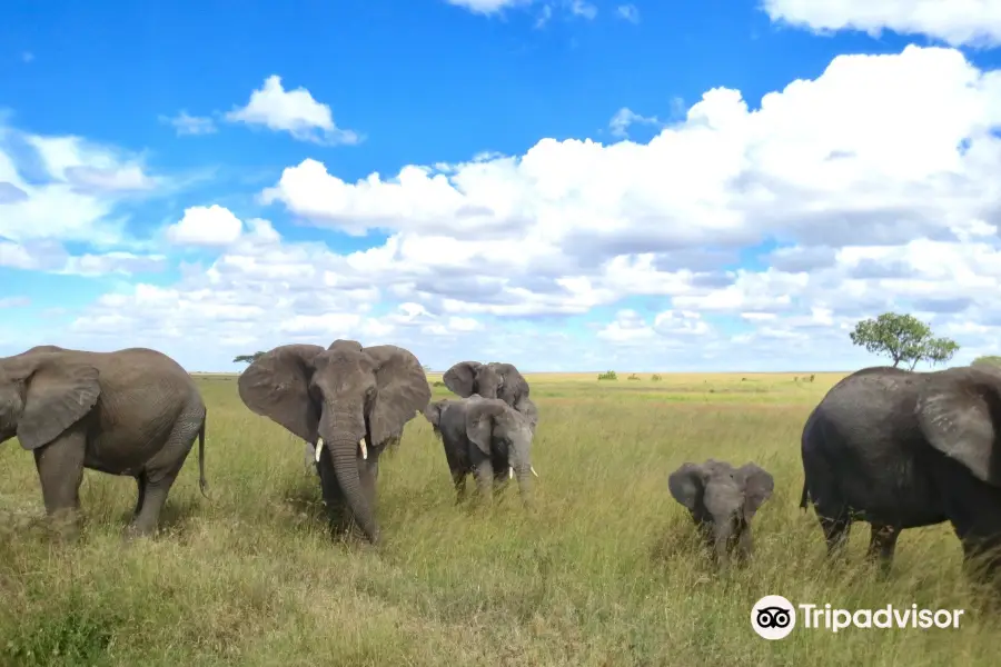 Makasa Tanzania Safaris