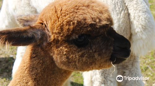 Alpacas Charlevoix