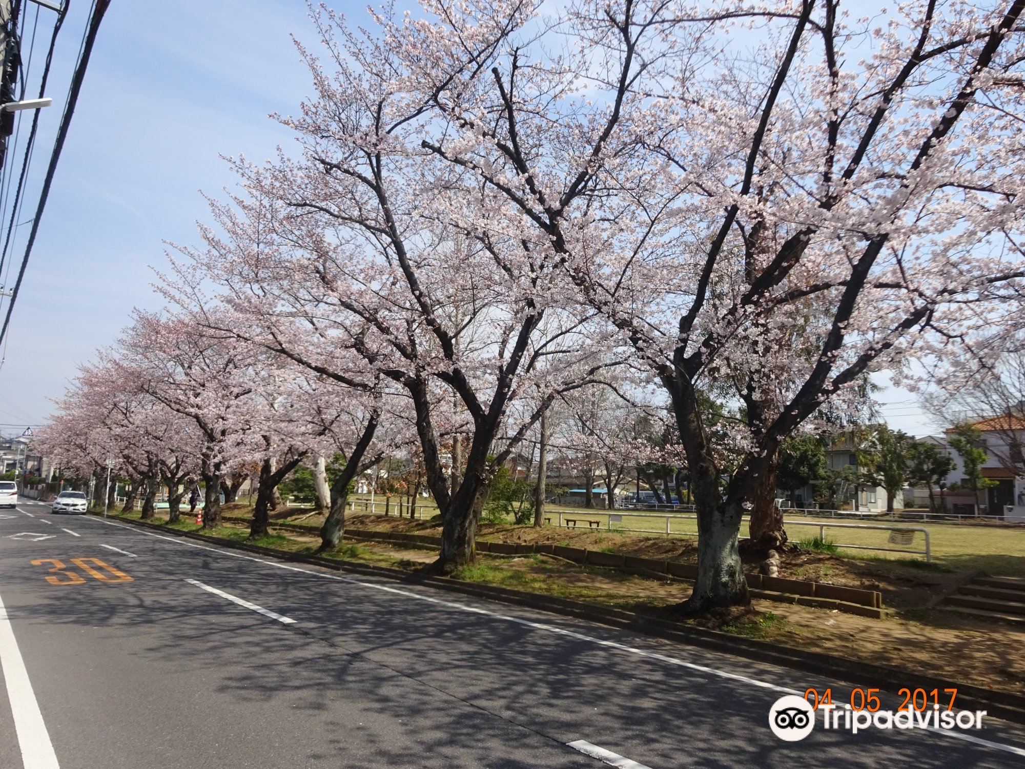 Matsudo Changpanping Cherry Blossom Festival | Matsudo