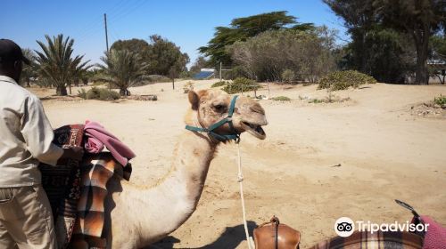 Swakopmund Camel Farm