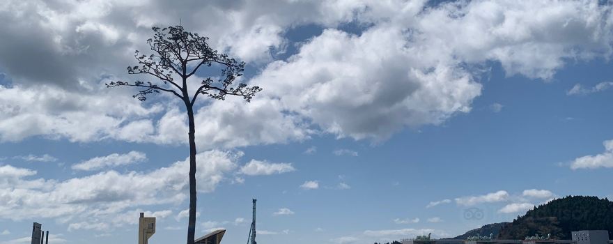 Miracle Pine