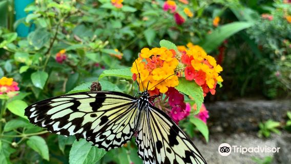 Butterfly Sanctuary