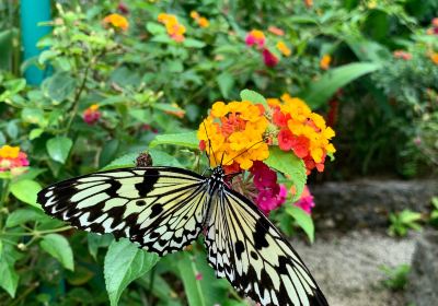 Butterfly Sanctuary