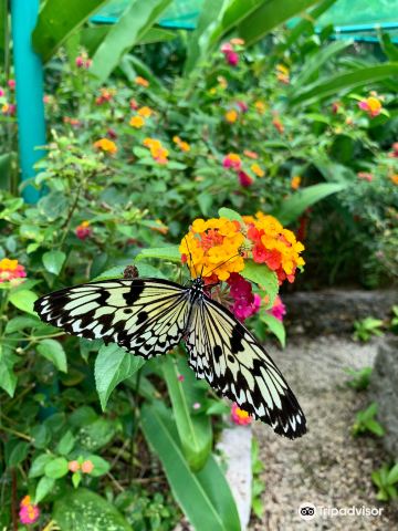 Butterfly Sanctuary