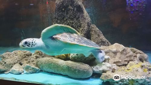 峇都矛水族館