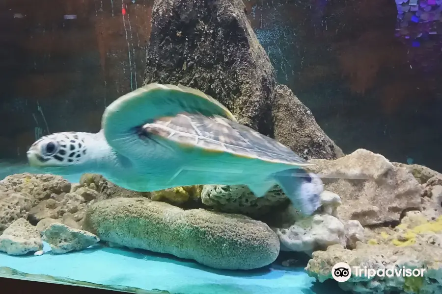 峇都矛水族館