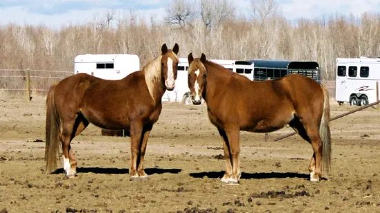 Stockton's Plum Creek Stables