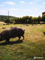 La ferme de Bidache véritables porcs noirs gascons
