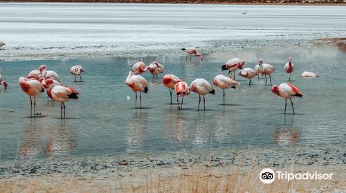 Eduardo Avaroa National Reserve of Andean Fauna