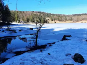 Lac Genin