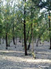 Bouskoura forest