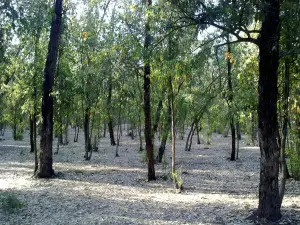 Bouskoura forest