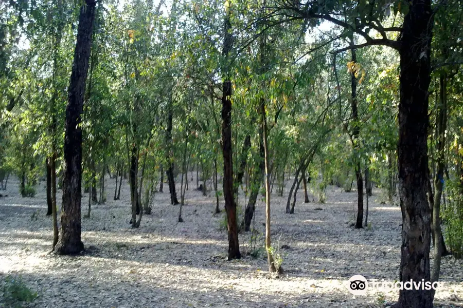 Forêt de Bouskoura