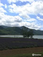 Lake Kanayama Lavender Field