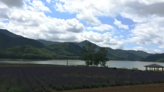 Lake Kanayama Lavender Field