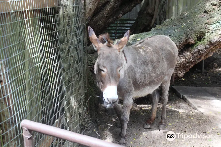 クッシング動物園