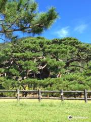 Nento-Hiramatsu Pine Tree