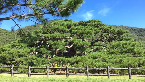 Nento-Hiramatsu Pine Tree