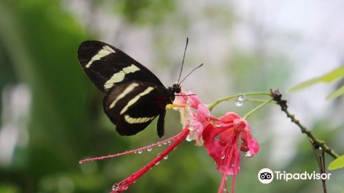 Mariposario Metropolitano