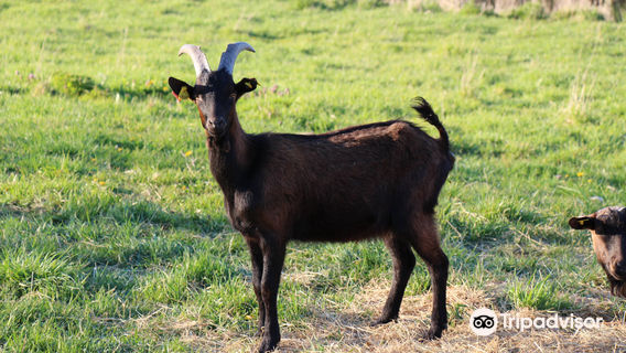 La Bete Noire Sancerroise