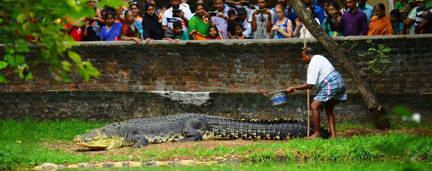 The Madras Crocodile Bank Trust and Centre for Herpetology