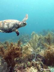 Seahorse Divers Barbados