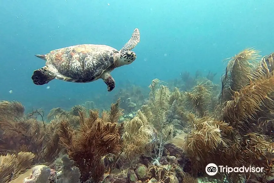 Seahorse Divers Barbados Inc