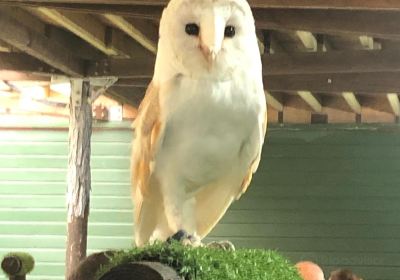 Scottish Owl Centre