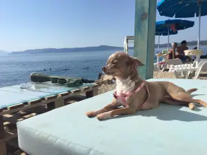 Monty's dog beach & bar