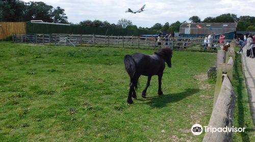 Hounslow Urban farm