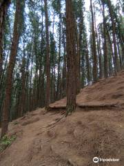 Vagamon Pine Forest