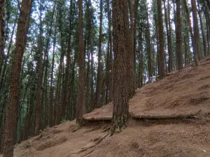 Vagamon Pine Forest