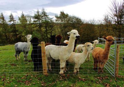 Teesdale Alpacas