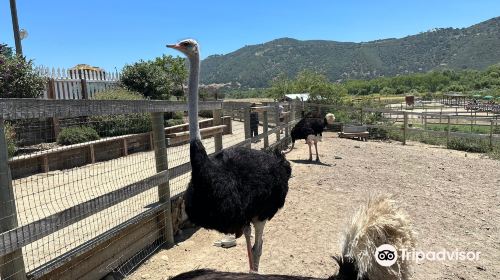 Ostrich Land