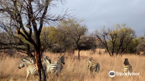 Dinokeng Game Reserve