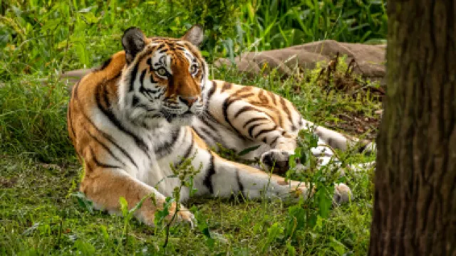 Blair Drummond Safari Park
