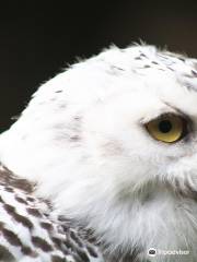 Bridlington Birds of Prey & Animal Park