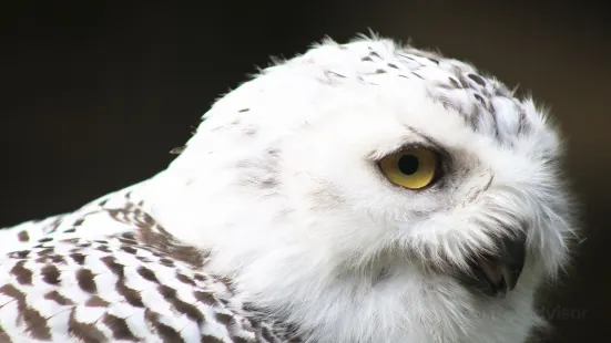 Bridlington Animal Park