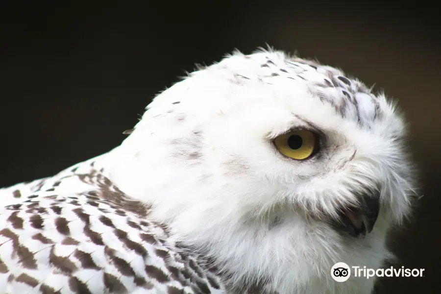 Bridlington Animal Park