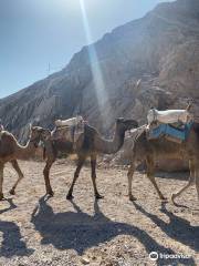 Camel Ranch Eilat