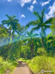 Moanalua Valley Trail Start (Kulana'ahane)