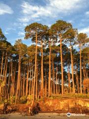 Hunting Island State Park