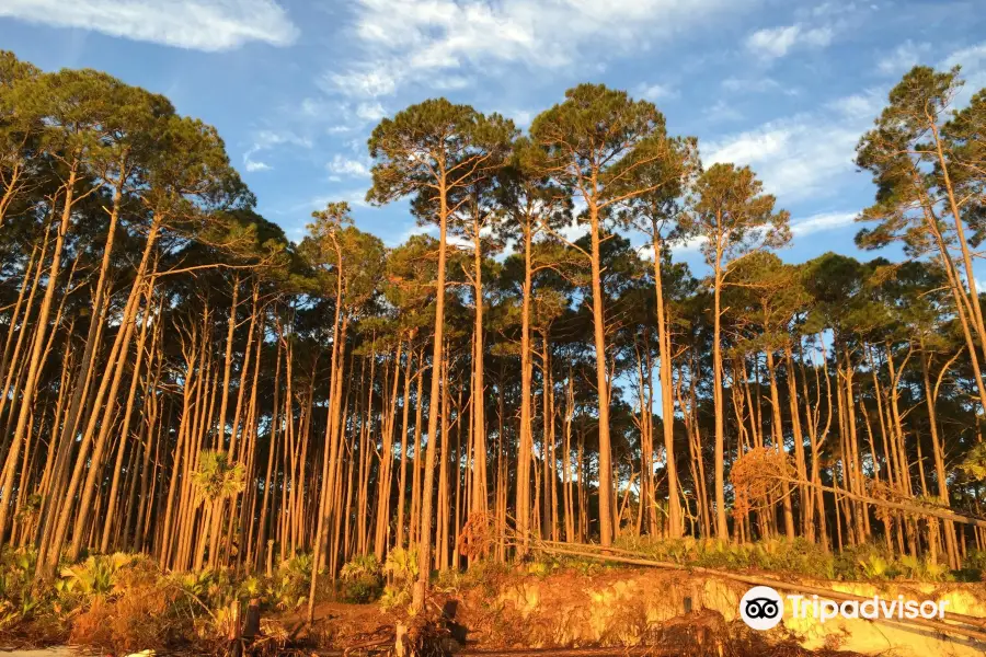 Hunting Island State Park